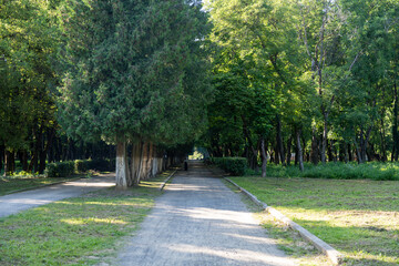 the road in the park between the trees 