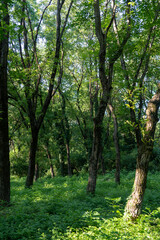 Fototapeta premium tree trunks, wrong tree trunk, mysticism 
