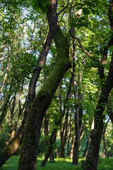 Fototapeta premium tree trunks, wrong tree trunk, mysticism 
