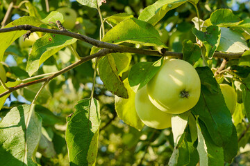 Apple in the garden , green apple on the tree , agriculture , vitamins , apple harvest.