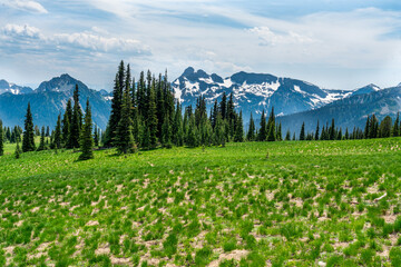Mountain Meadow Landscape