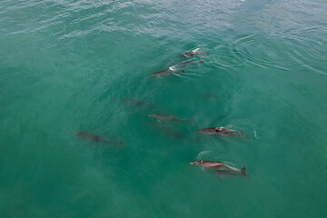 Fototapeta premium Aerial View of beautiful view of the pod of dolphins swimming free in Costa Rica