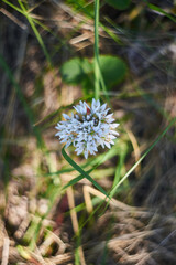 abstract floral background with white flower on blurred grass background