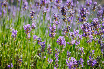 Summer nature landscape with blue lavender flowers. Honeybee in flowering lavender field.