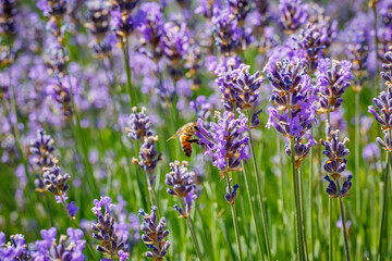 Honeybee in flowering lavender field. Summer landscape with blue lavender flowers.