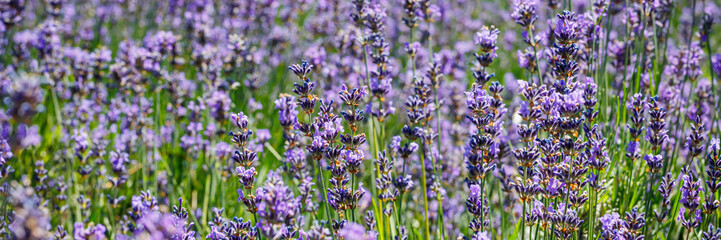 Honeybee in flowering lavender field. Summer landscape with blue lavender flowers.