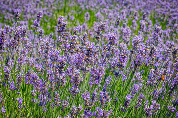 Lavender bloom on  sunny day. Summer landscape with blue lavender flowers.