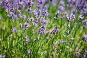 Honeybee in flowering lavender field. Summer landscape with lavender flowers.