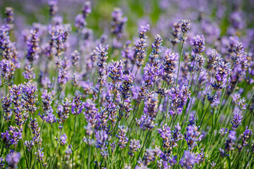 Honeybee in flowering lavender field.