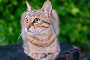 cat on the grass