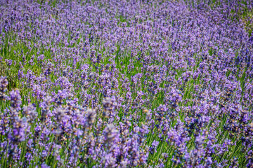 Naklejka premium Summer landscape with blue lavender flowers. Blue flowering lavender field.