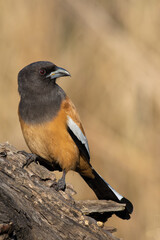 In this captivating close-up, the vibrant plumage of a rufous treepie bird takes center stage as it perches regally atop a branch. 