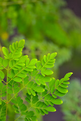 Fototapeta na wymiar green leaves of moringa tree