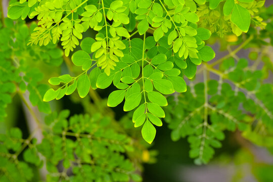 green leaves background