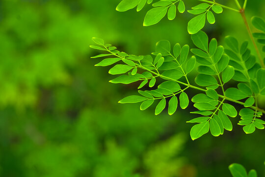 green leaves background