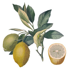 Botanical Lemon Citrus Delight Retro Botany Illustration