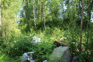 Stones, coniferous trees, pines, birches, plants in the forest, in the reserve, Karelia, Russia