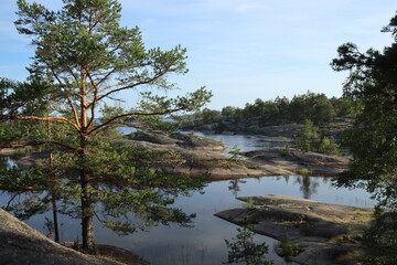trees on the lake