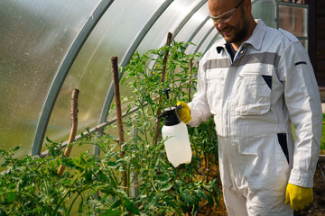 Farming concept. Spraying insecticide on tomato seedlings indoors. insect pest infestation. Feed...
