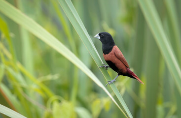 chestnut munia or black-headed munia is a small passerine.chestnut munia is a small gregarious bird which feeds mainly on grain and other seeds. It frequents open grassland and cultivation.