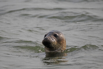 Fototapeta premium Kegelrobbe Borkum