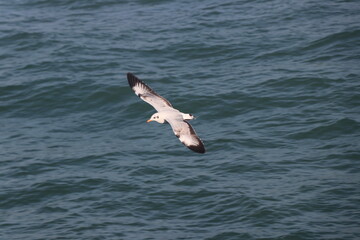 flight of the sea