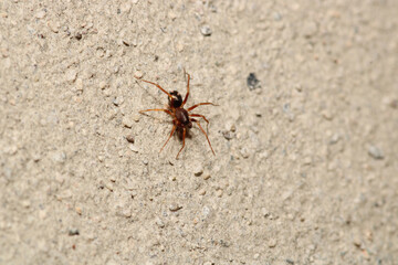 natural tetragnatha extensa spider macro photo