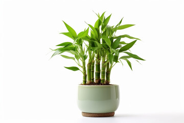 Lucky Bamboo Plant. Small bamboo in the pot. generative ai