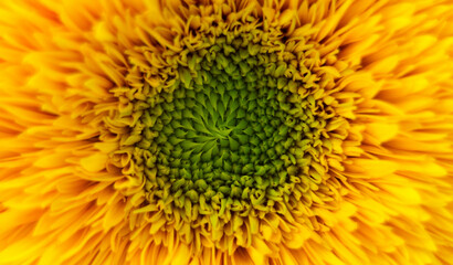 sunflower blooming