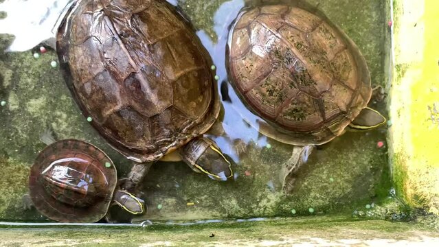 group of turtles in the pond