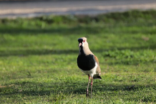 Vanellus chilensis