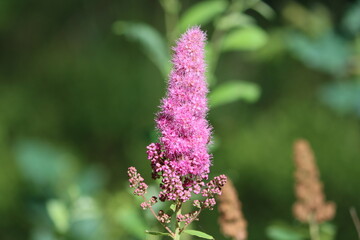 Sweden. Spiraea salicifolia, the bridewort, willow-leaved meadowsweet, spice hardhack, or Aaron's...