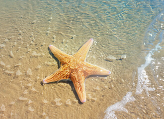 Fototapeta na wymiar starfish on the soft white sand beach in clear sea water.