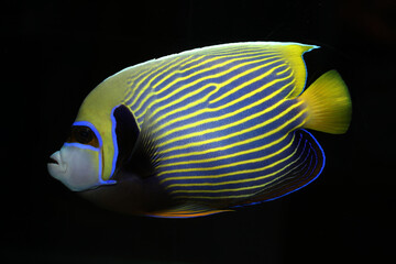 Naklejka premium Full grown Emperor Angelfish (Pomacanthus imperator)