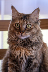 portrait closeup of a cat