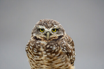 great horned owl