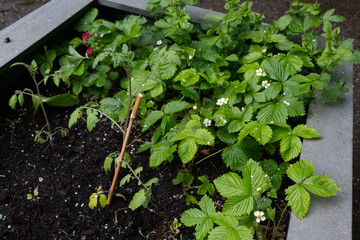plants in a garden