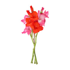 Pink orange gladiolus flower stems isolated on transparent background	