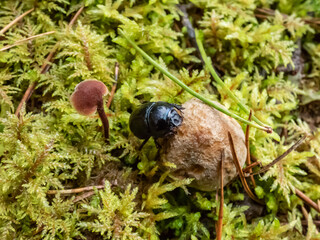 Beautiful macro shot of glossy earth boring dung-beetle - (Geotrupes stercorarius) crawling on the...