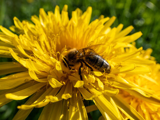 Macro shot of a single bee covered with yellow pollen on a yellow dandellion flower (Lion's tooth) flowering in a meadow with green backgrund