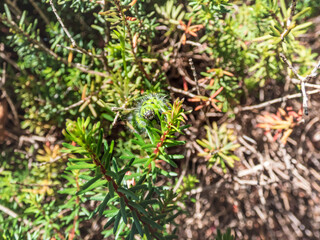 Macro shot of the larva or caterpillar of the small emperor moth (Saturnia pavonia) - green with black rings and yellow and red spots among green leaves