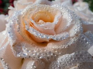 Beautiful rose 'Sweet honey' (Kormecaso) with large clusters of soft apricot blooms covered with round, perfect water droplets in flowering garden scenery