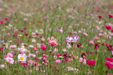 Obraz na płótnie Canvas Wide variety of pink coloured wild flowers including cosmos and cornflowers growing in the grass at RHS Wisley garden, Surrey, UK. 