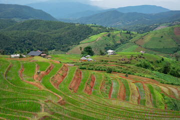 Fototapeta na wymiar Rice terrace Pa Bong Piang Rice Terraces in Mae Chaem, Chiang Mai, Thailand. Beautiful mountain with rice terraces. The village is in a valley.