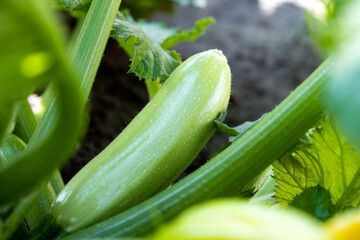 Fresh ripe young zucchini on bush in garden. Organic farm of eco vegetables growth. Harvest courgette. Homegrown summer gardening.