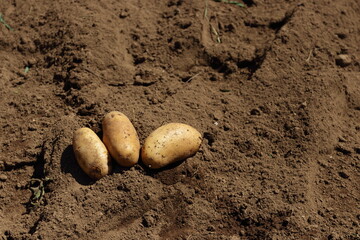 家庭菜園でジャガイモを植え新じゃがを収穫