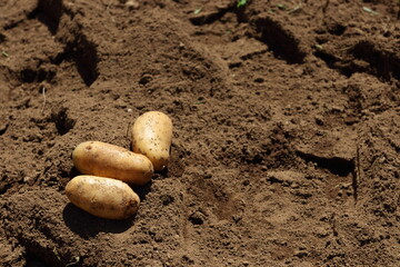 Fototapeta na wymiar 家庭菜園でジャガイモを植え新じゃがを収穫
