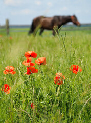 Wildflowers in the paddock with a horse