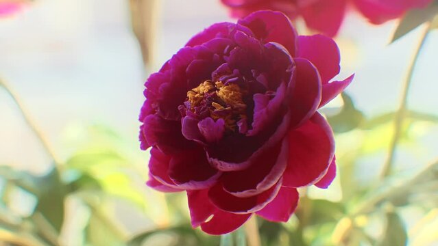 Flower garden purple peon flowers