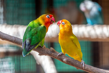 Green and yellow lovebird parrots sitting together on a tree branch